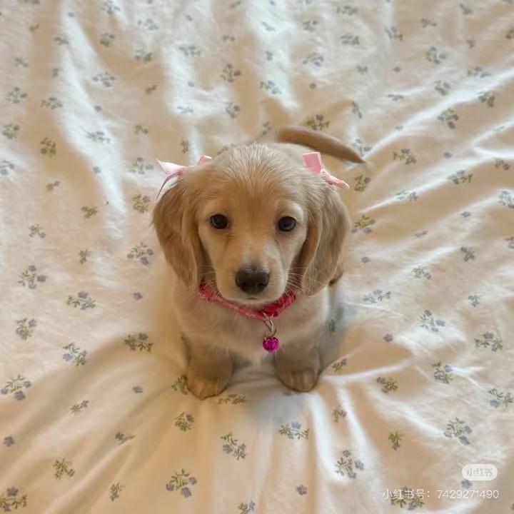 小二