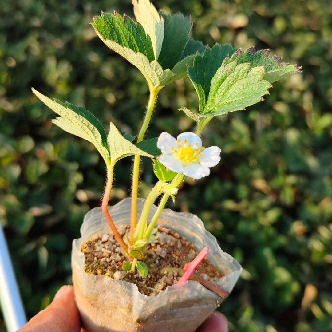 回村种草莓的90后