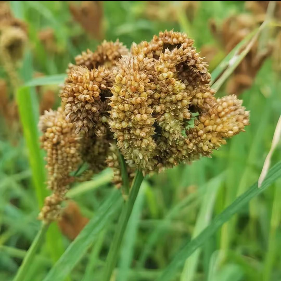 喋喋不休（修）