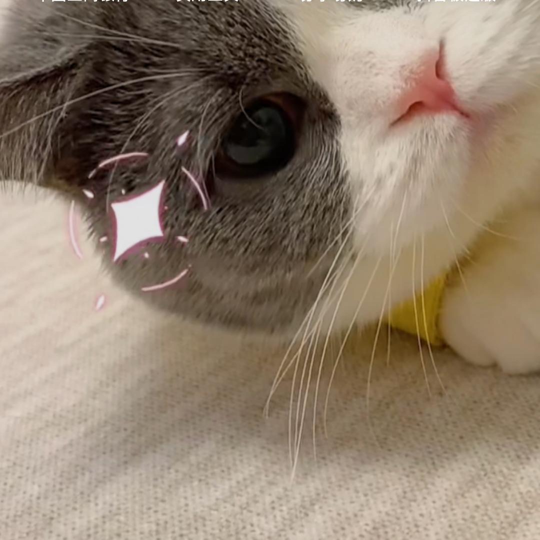 猪猪不🐷