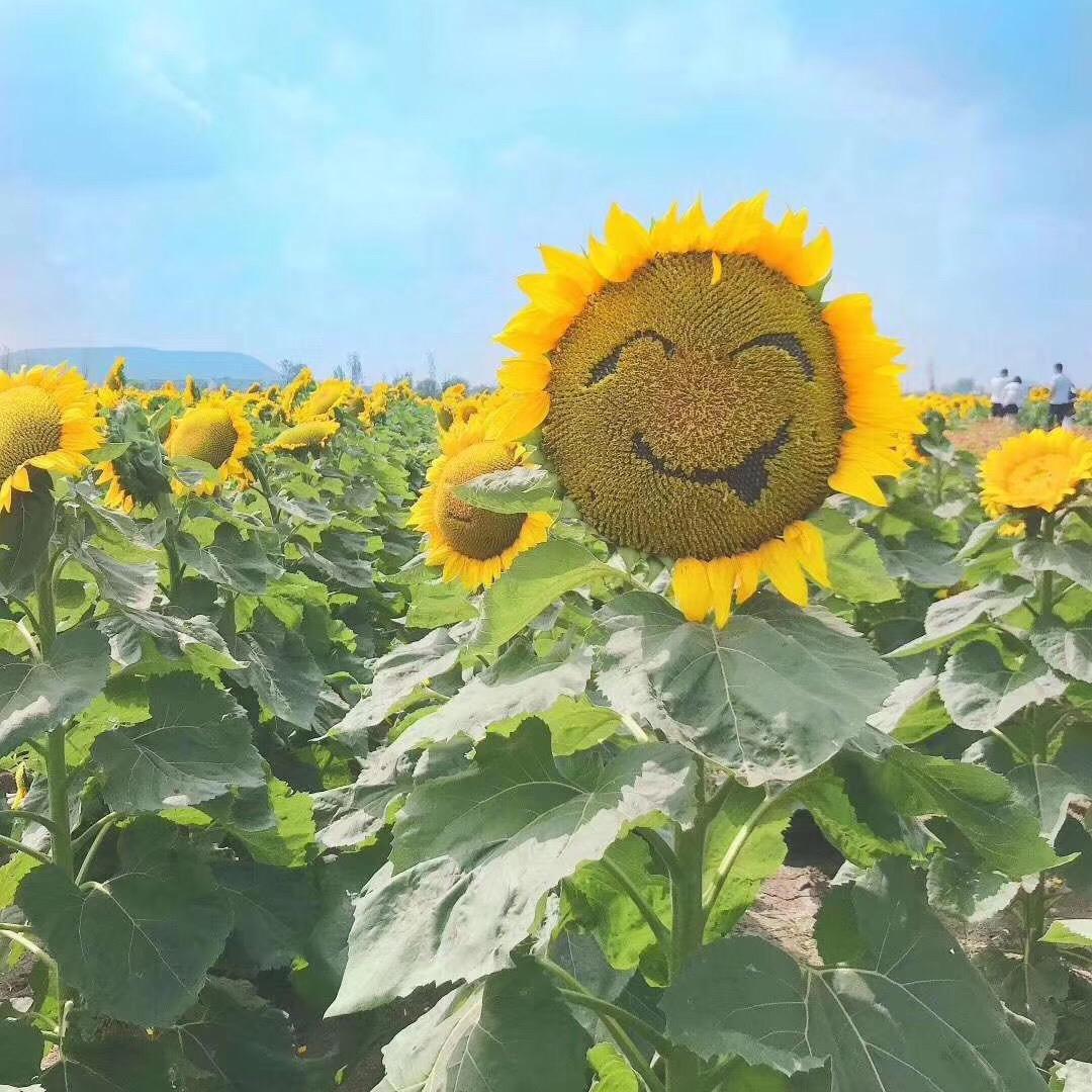 朤朤乾坤