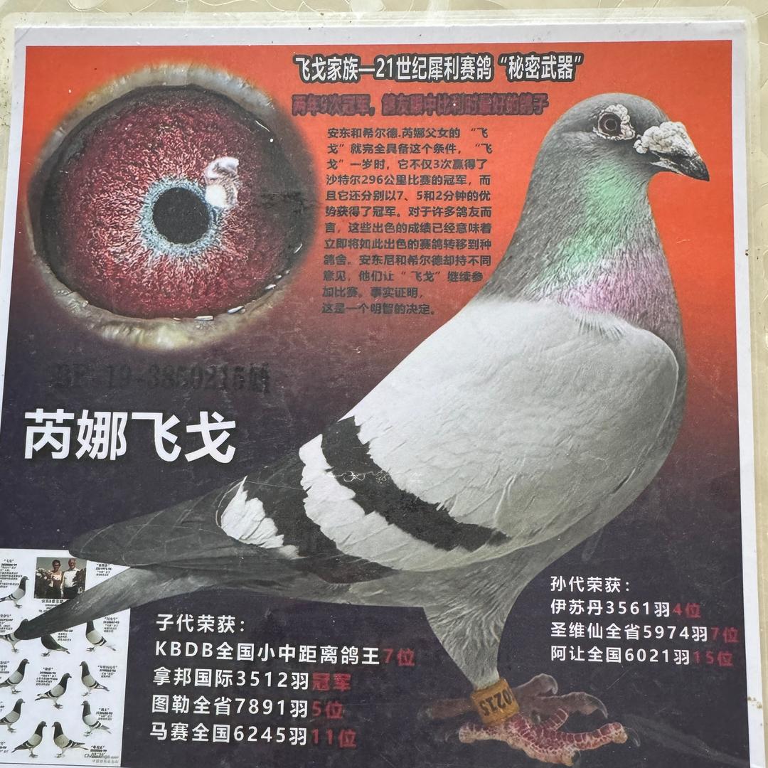 信鸽爱好者～6.1🕊️