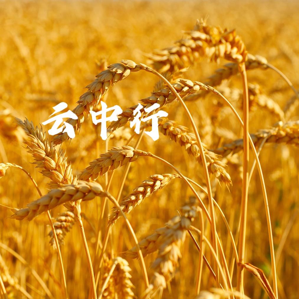 云中行