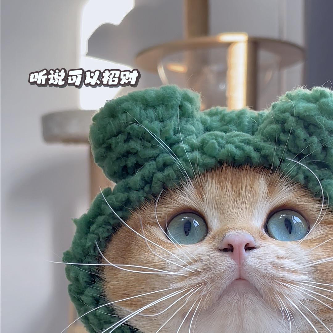 是猪咪呀🐱