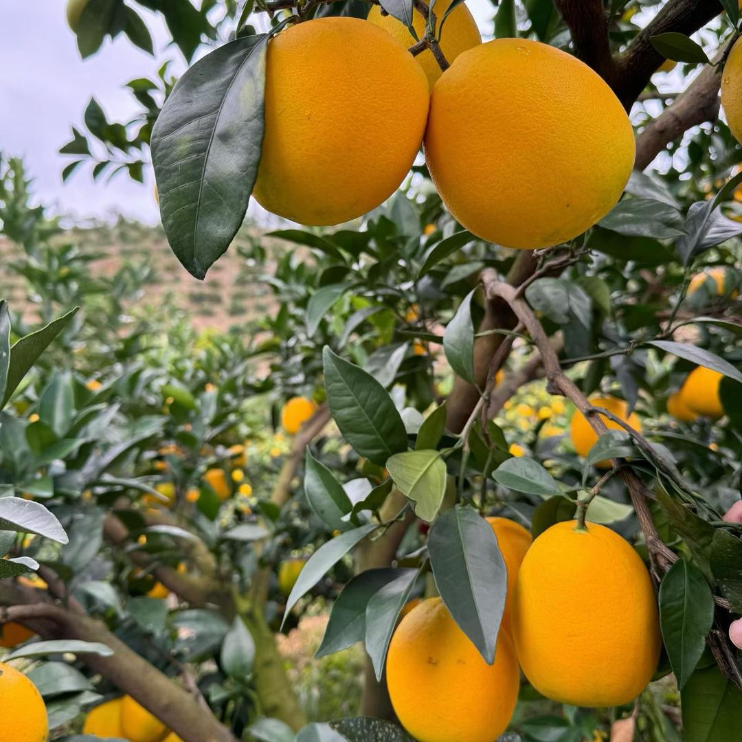 新农人果园（赣南）