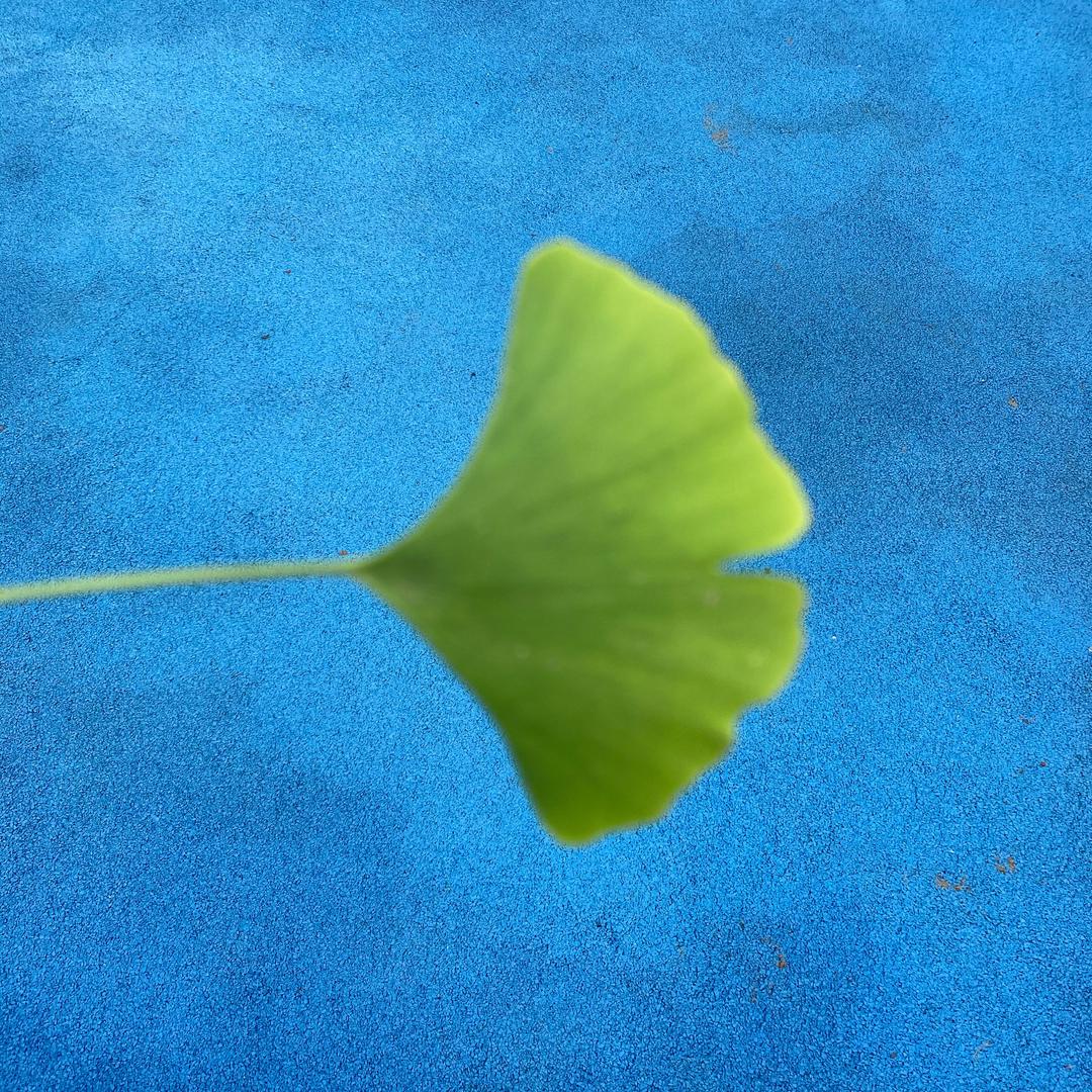 🌺🌾希望、海景🌾