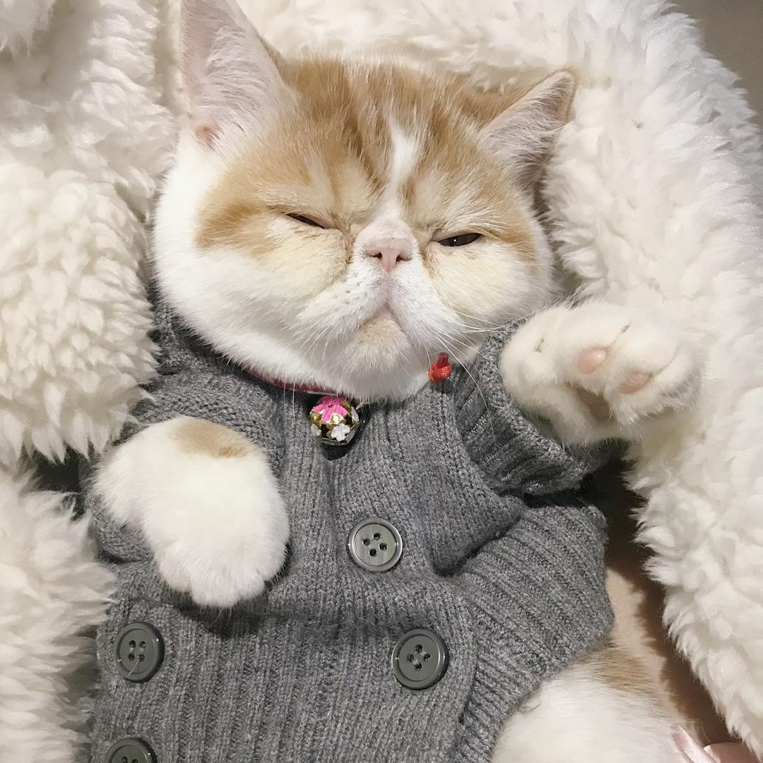 橘总🍊