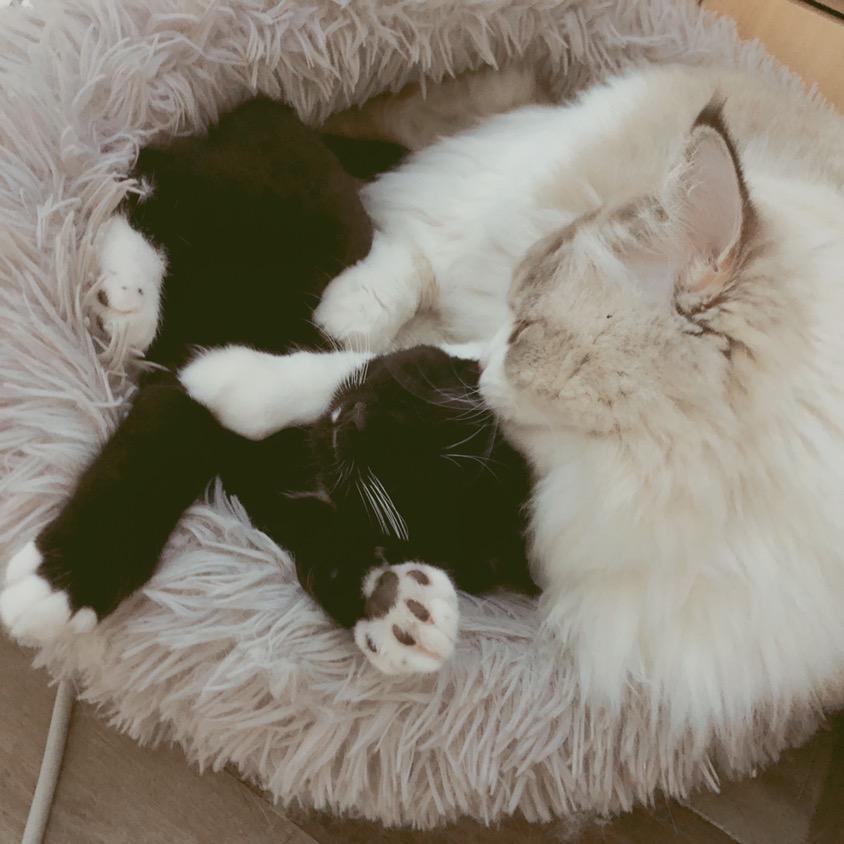 小王子的妹妹_🍑