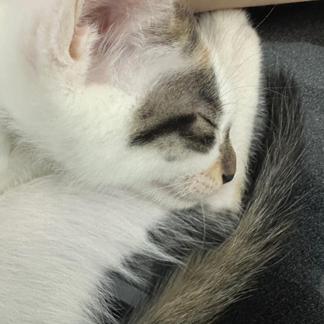 找三花咯🐈