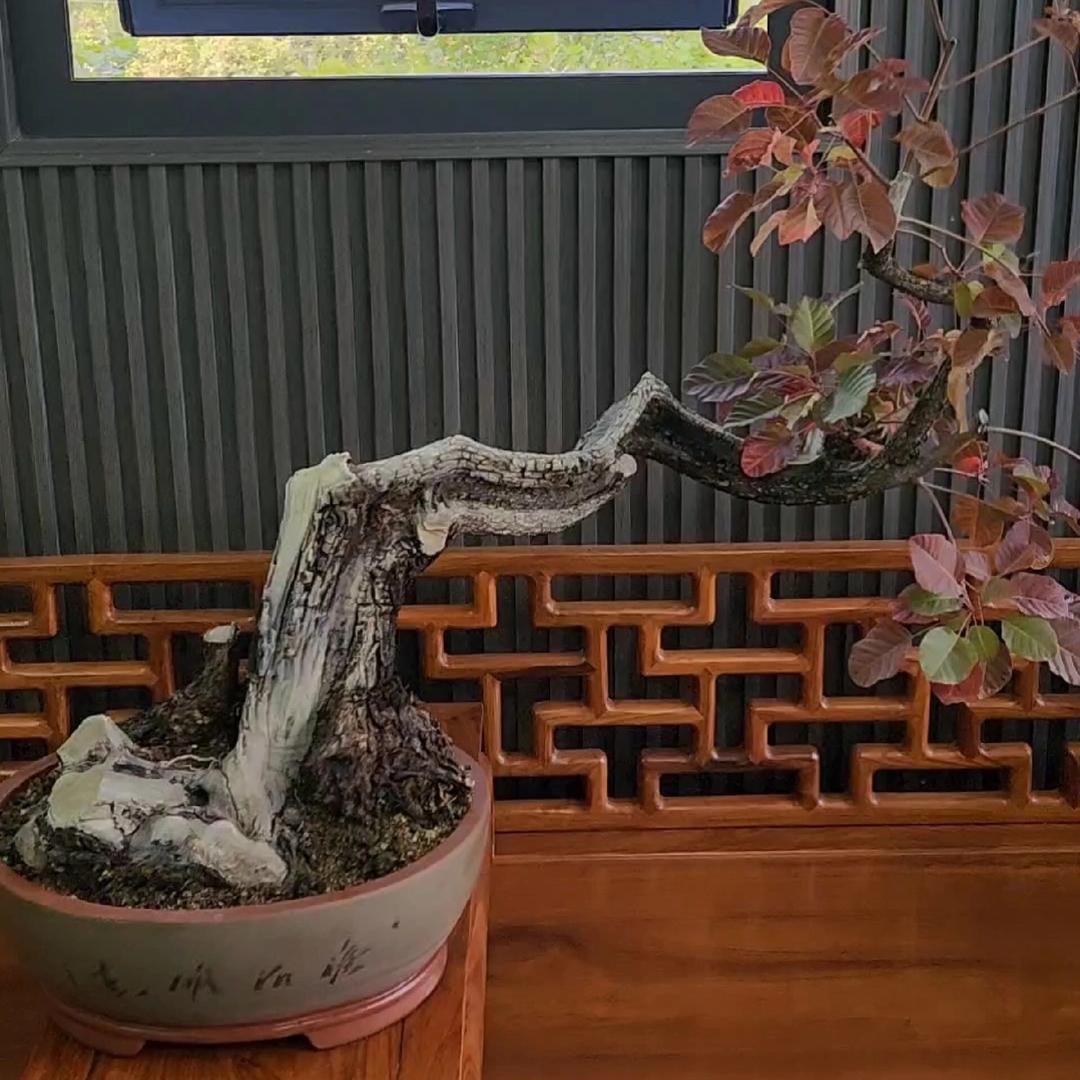 荆栌盆景园商行