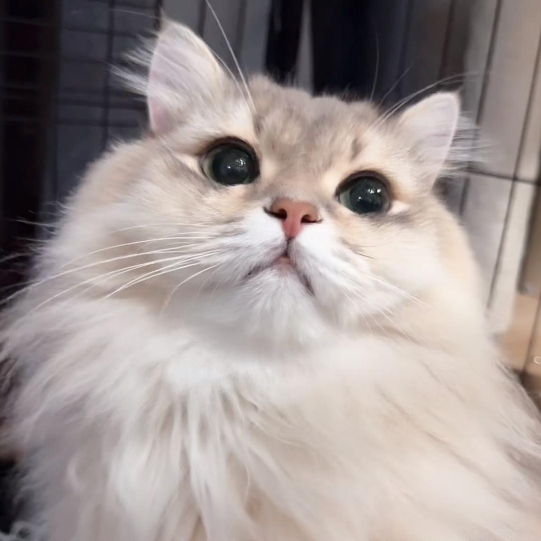 酒酿圆圆圆圆子