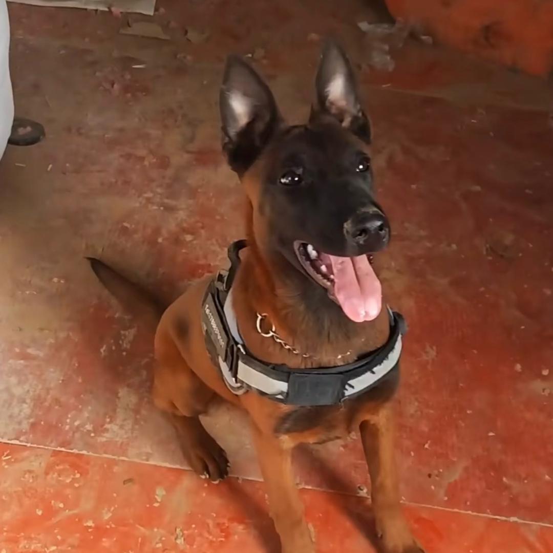 名犬繁殖