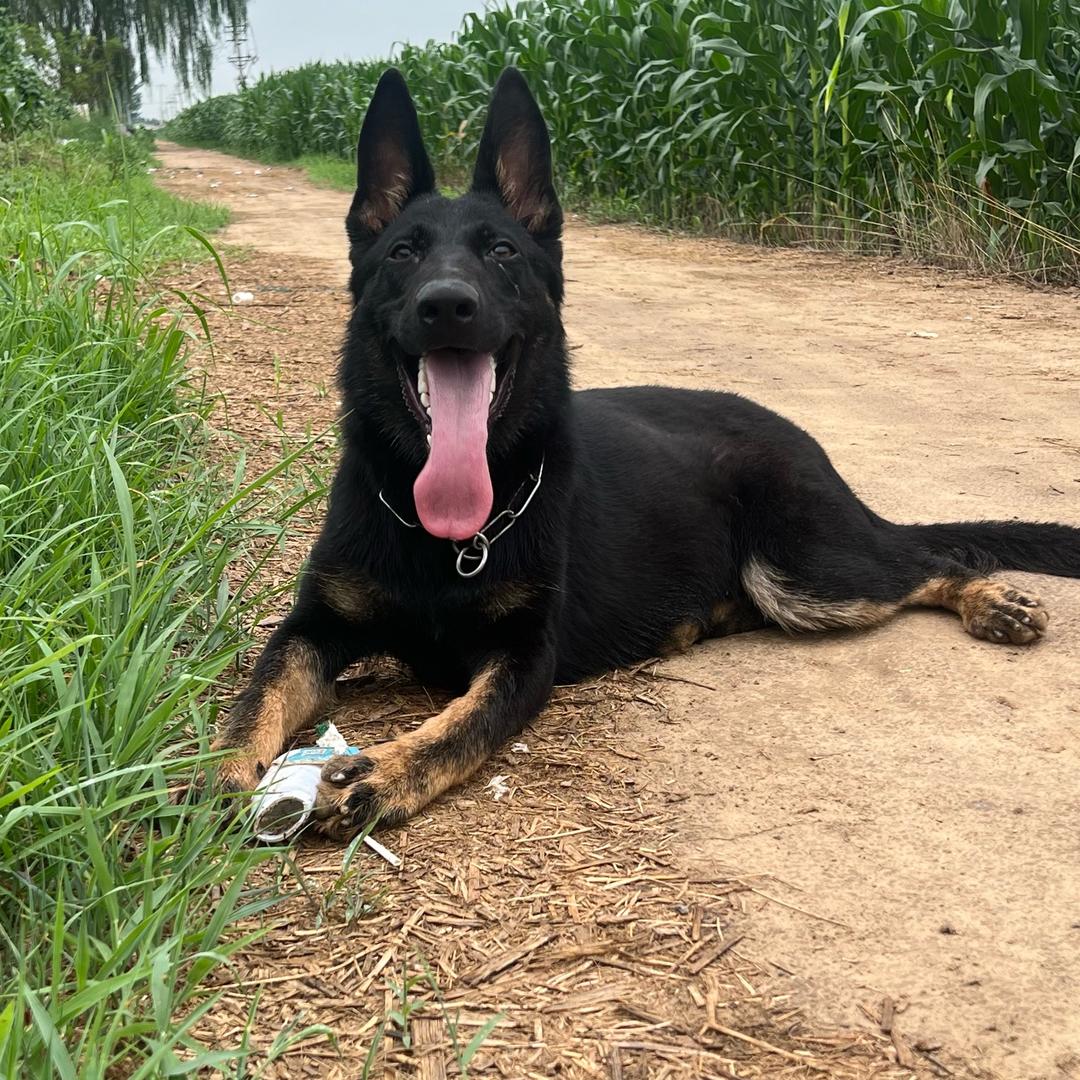 东德牧羊犬vs慈家毛绒玩具