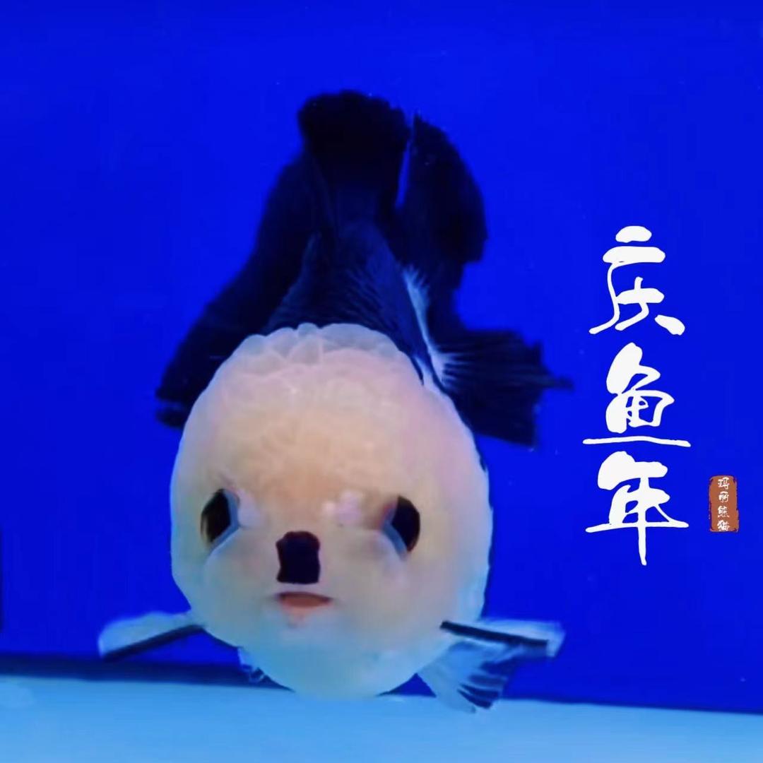 庆 鱼 年