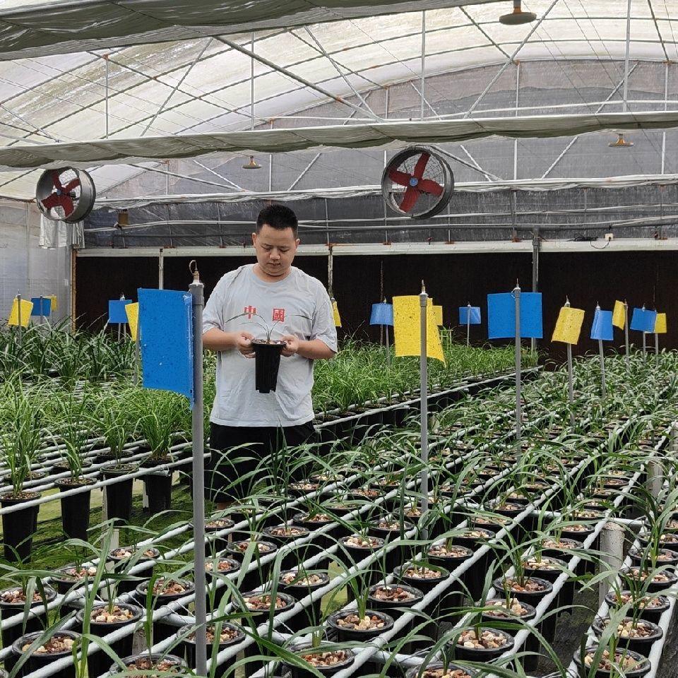 【沈煌林】胖子忆兰花卉兰花零售与批发