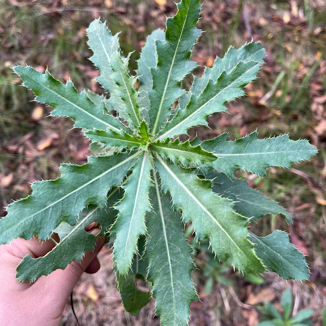 民间百草