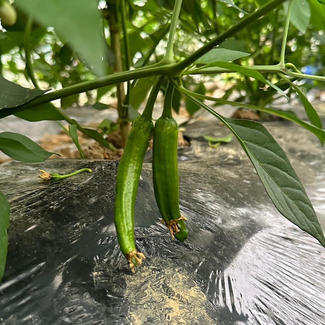 湘樟农樟树港辣椒