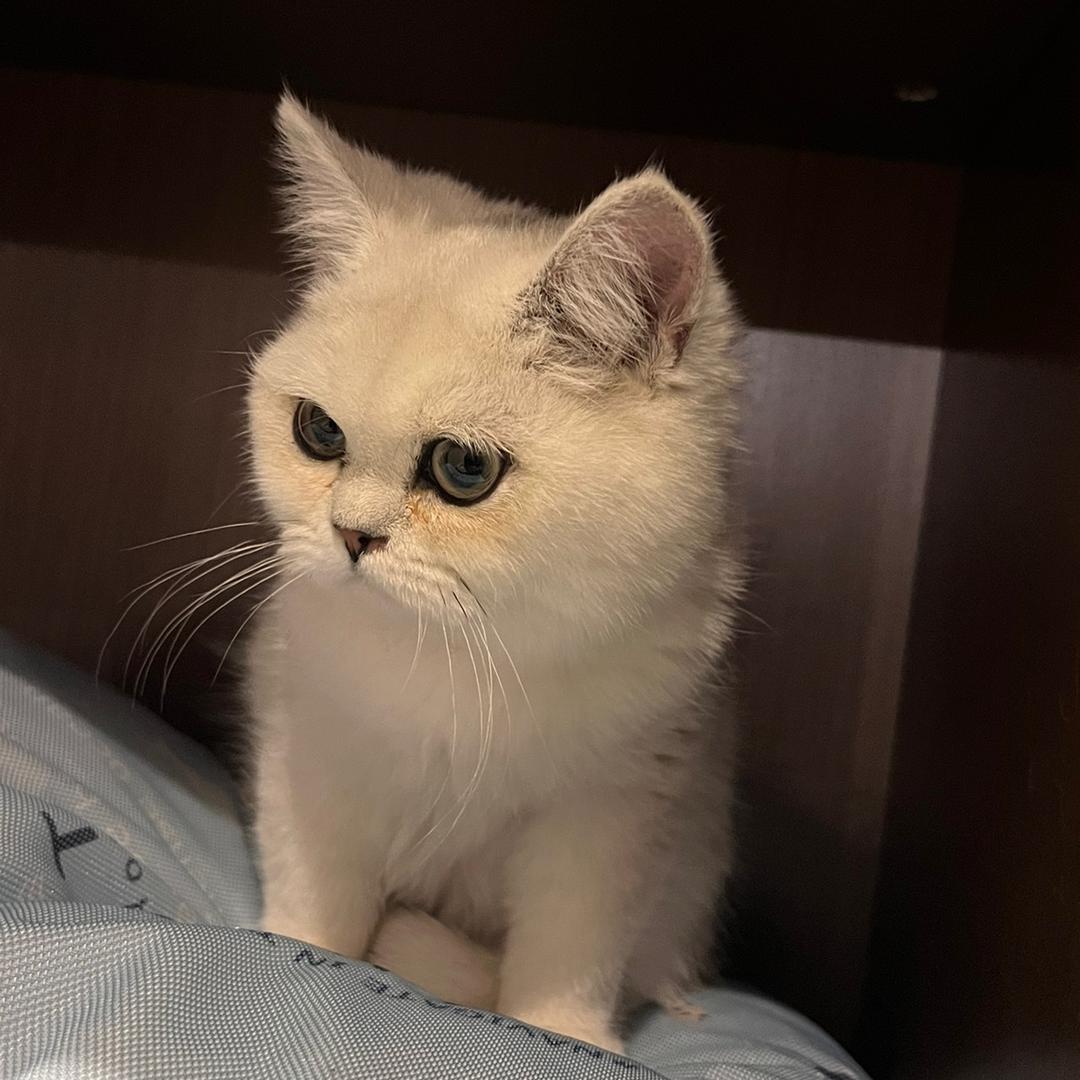 周家的小儿子