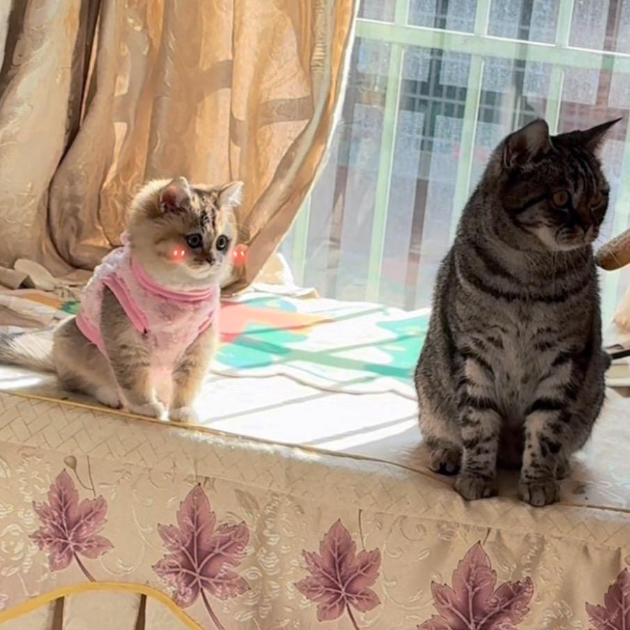 咪咪之多多快乐家族