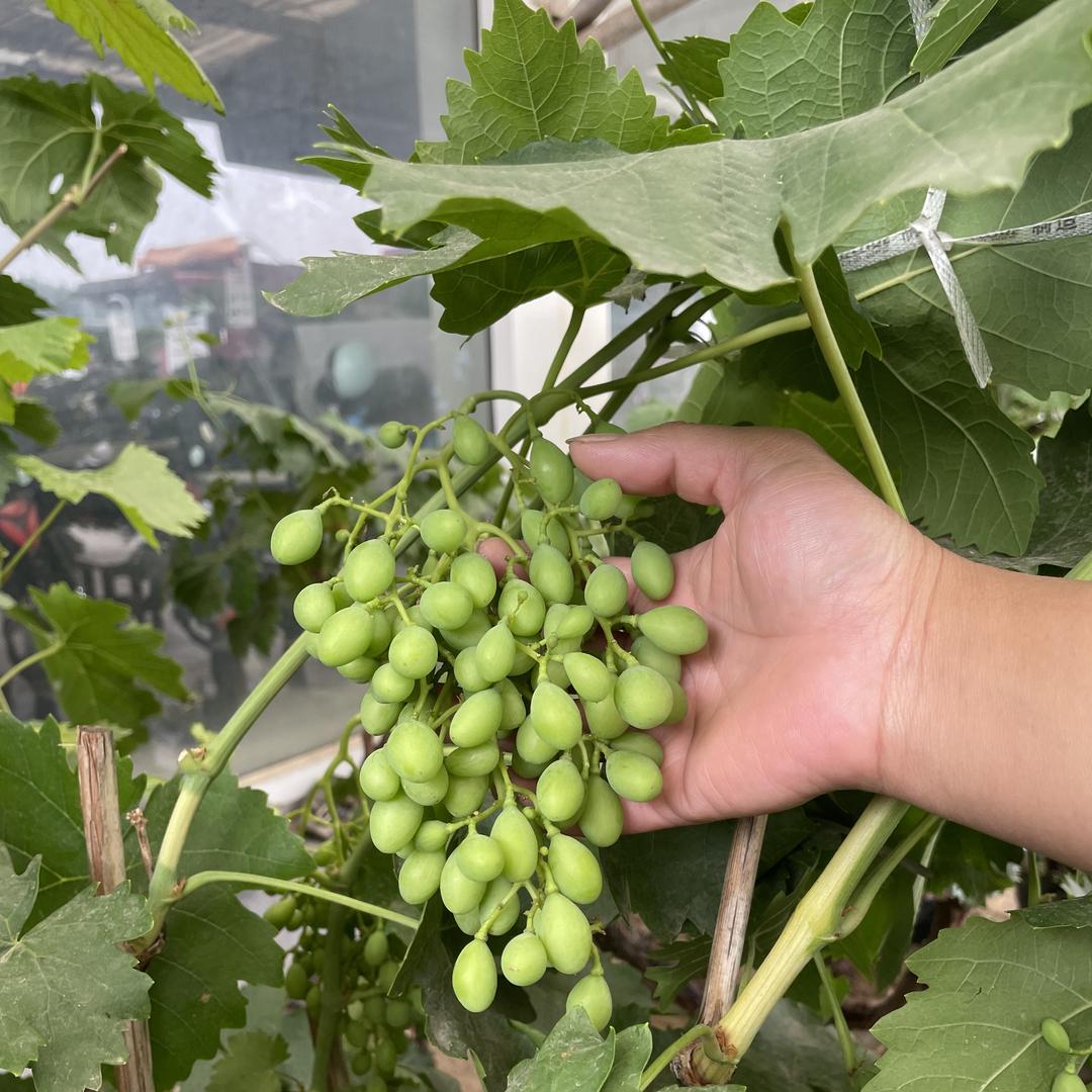 果花果树苗木专营店