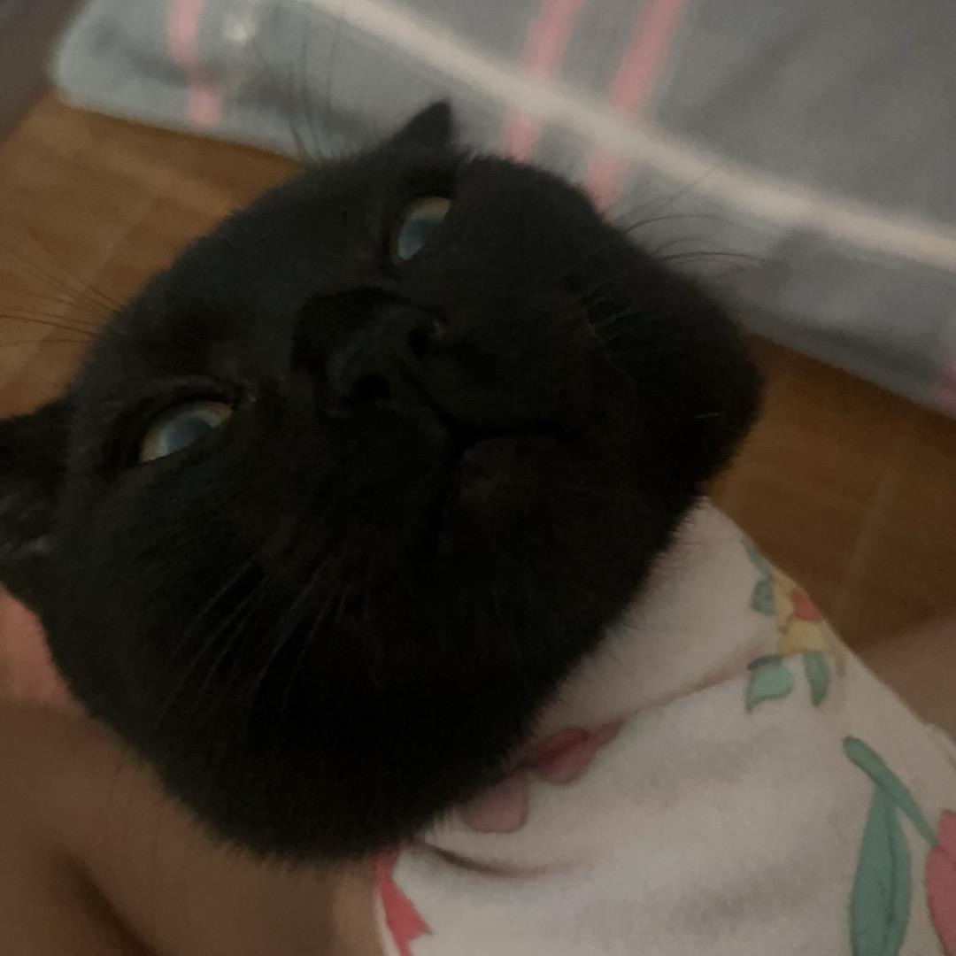 招财是只猫🐱
