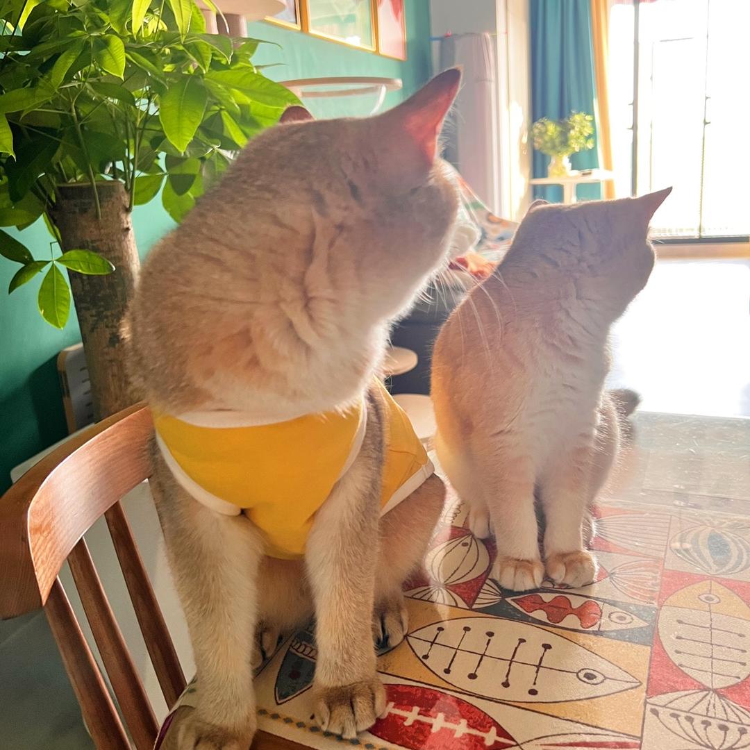 皮兔两只猫