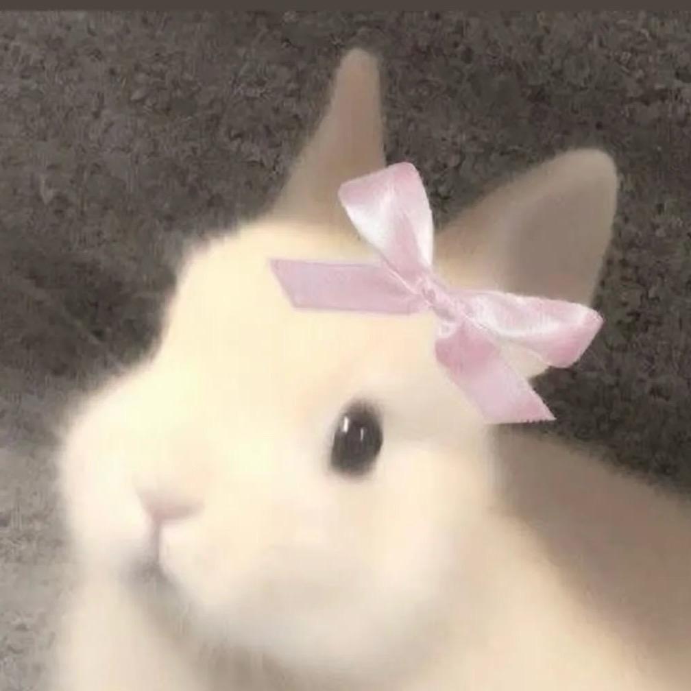 白兔🐰
