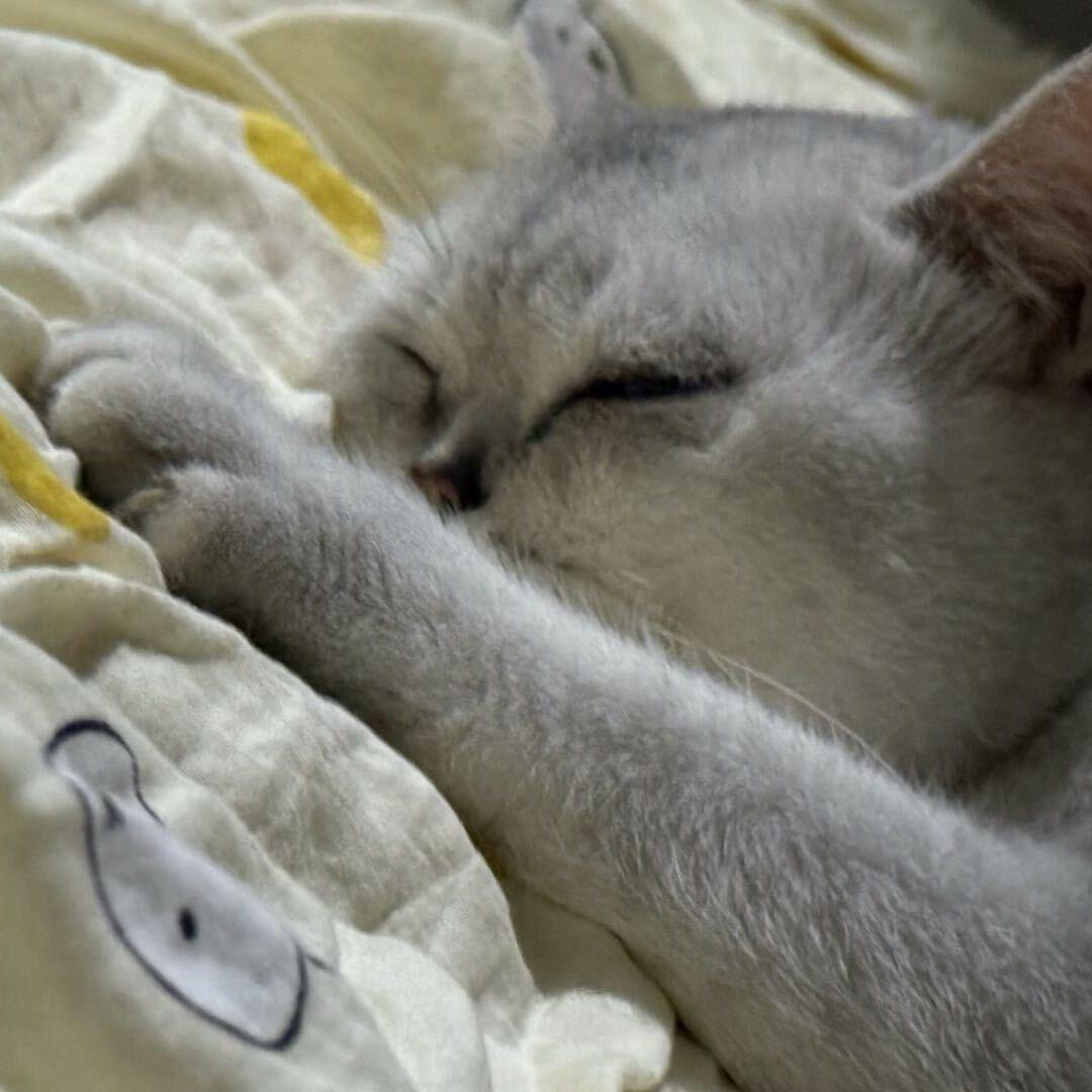 小舒