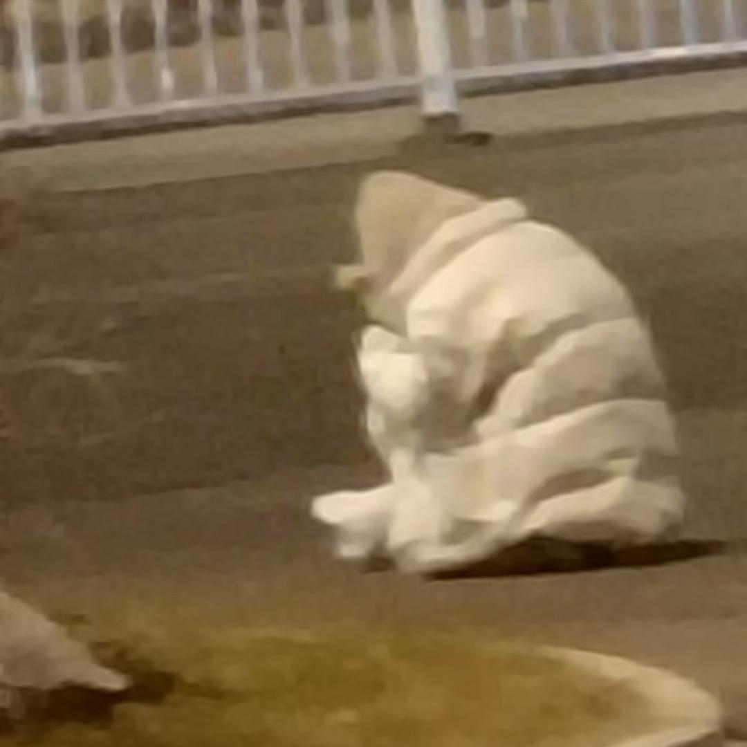 栀宝¹⁸