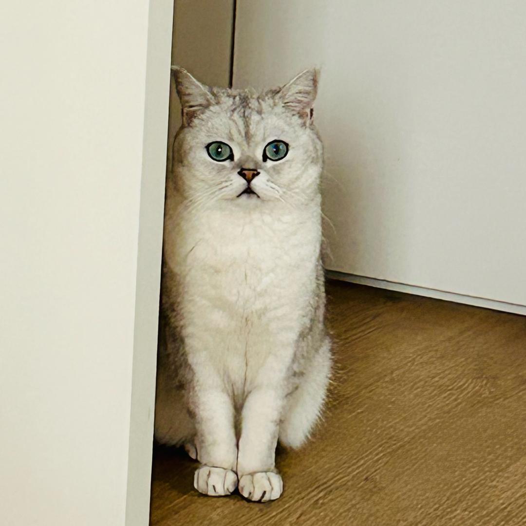 小九是只银渐层