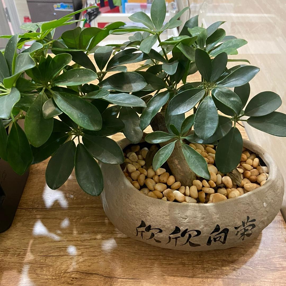 宗鹏