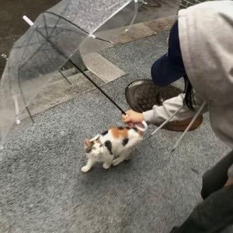 抢狗饭吃被狗追杀