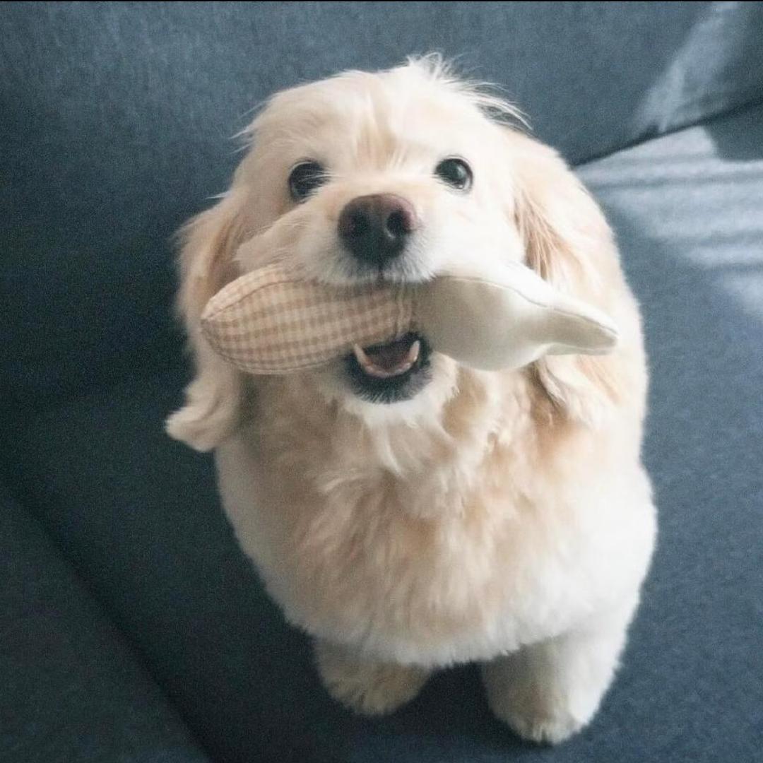 栗吱吱