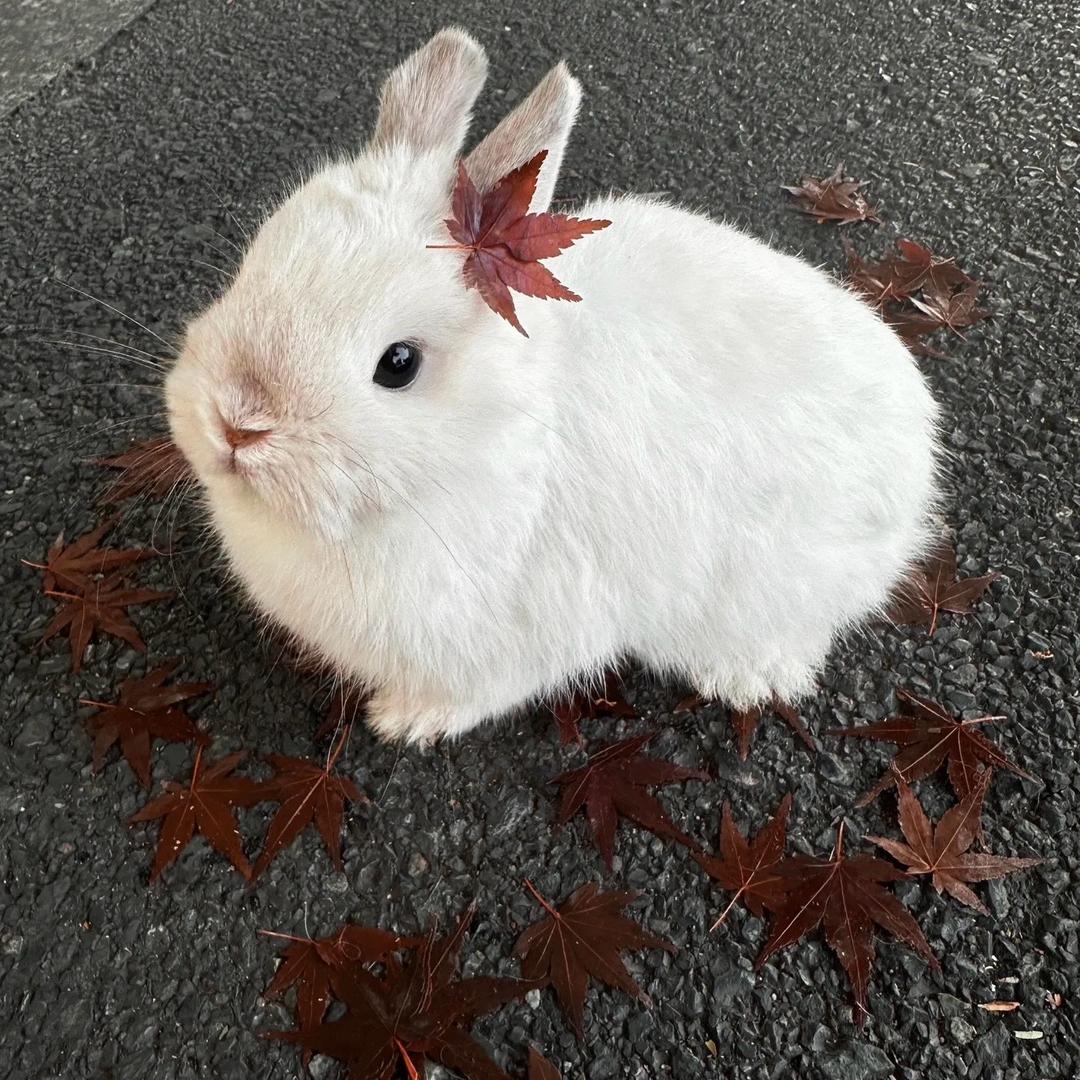 🐇