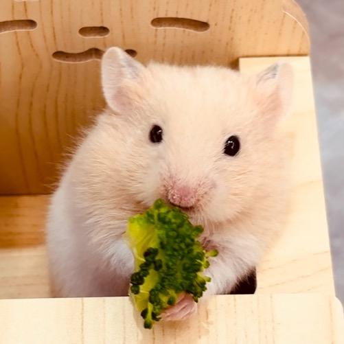 不吃小黄豆（互）