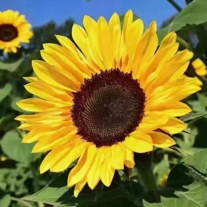 请叫我关关