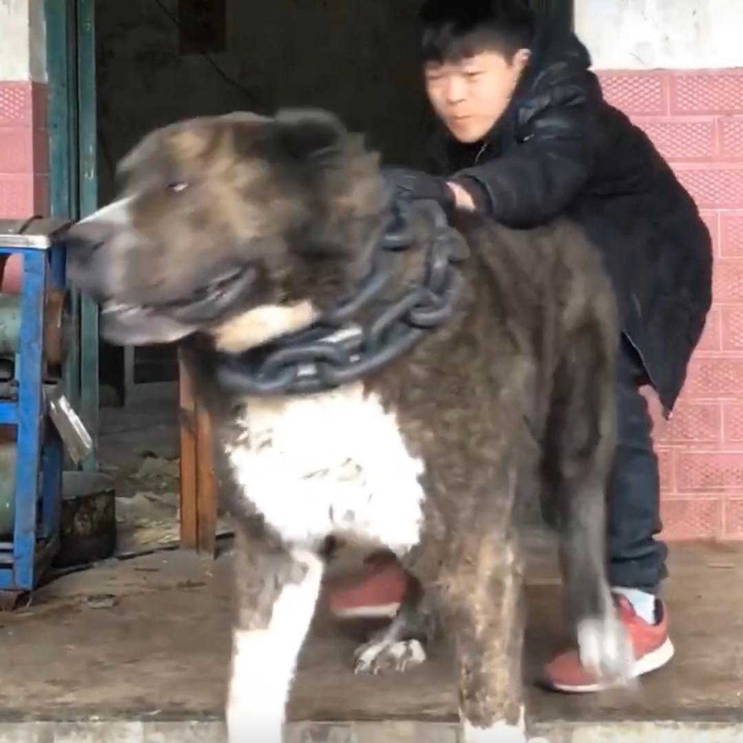 猛犬大金刚