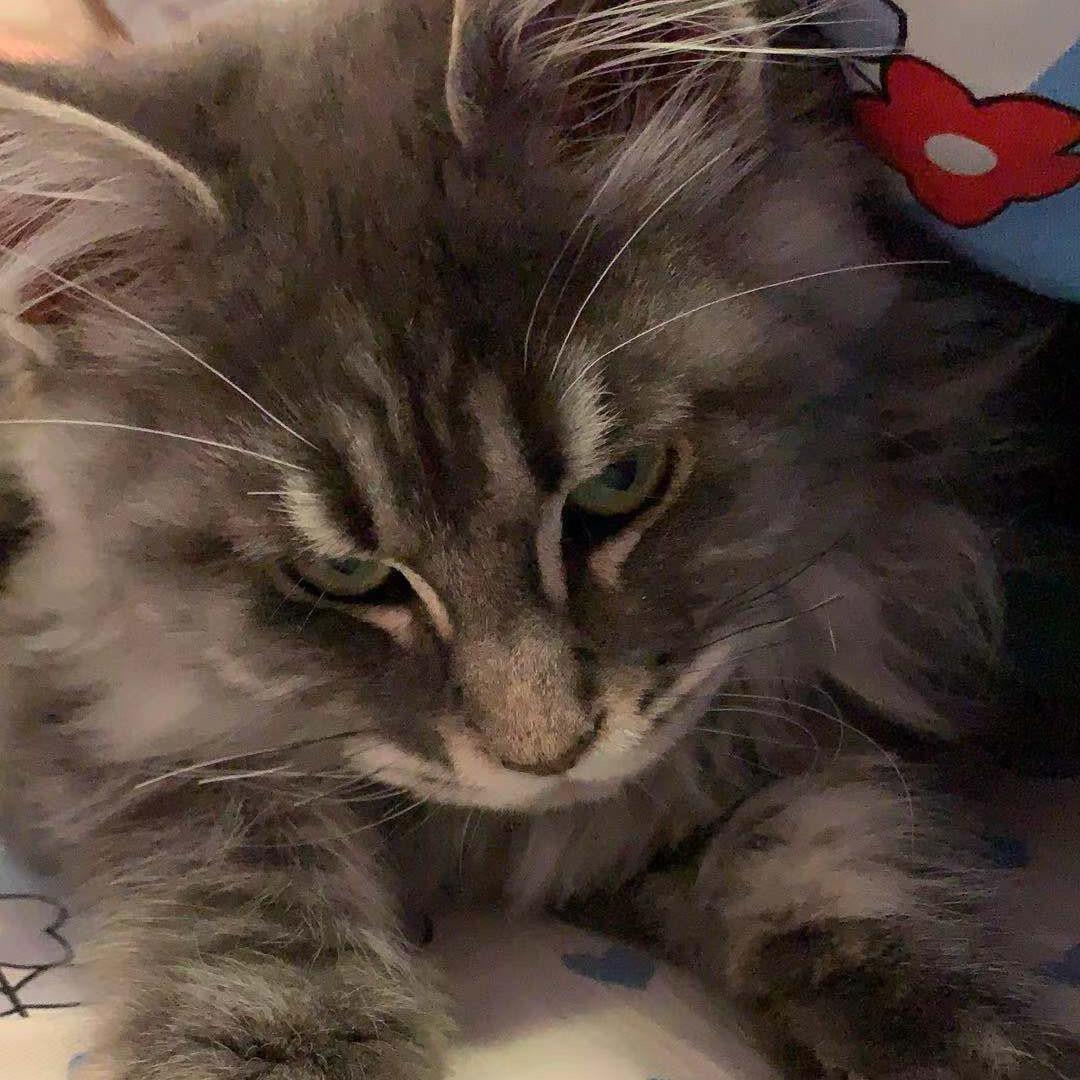 🎙️老蘑菇🍄