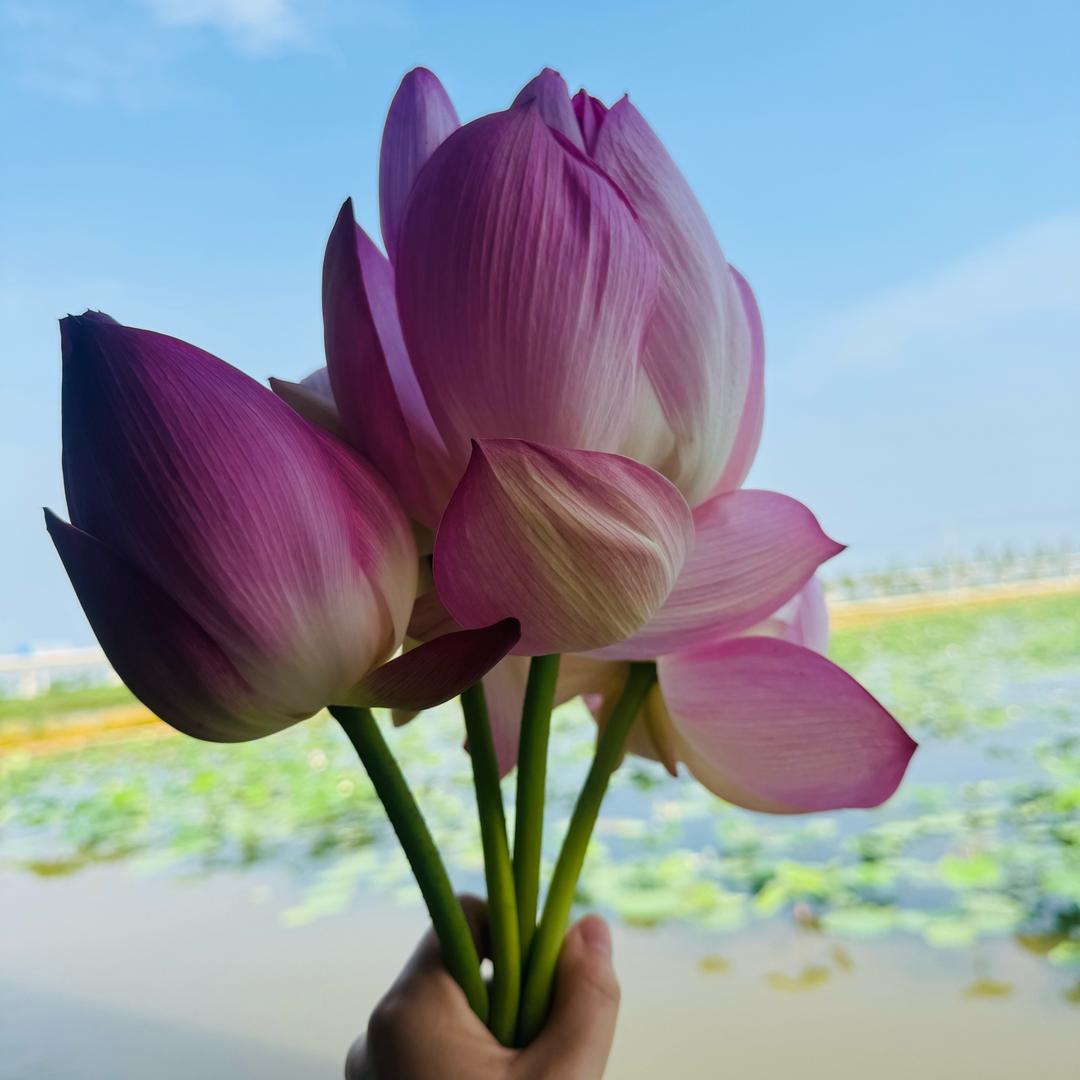 清净