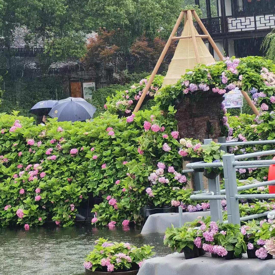 四季如春