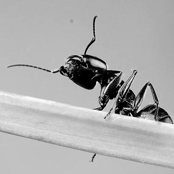 佚名蚂蚁🐜