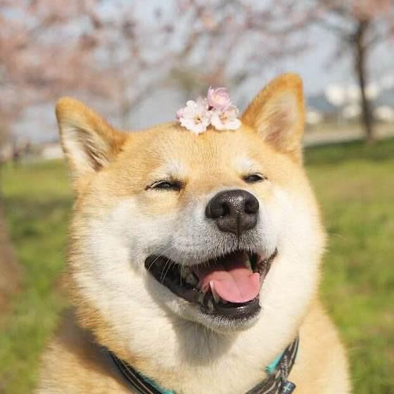 剪刀与狗