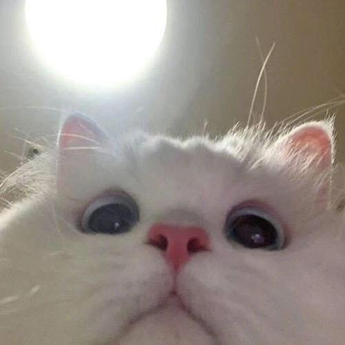 半截诗