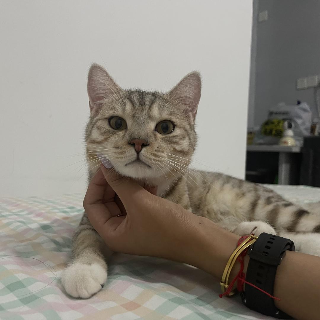 ˋˏᰔ