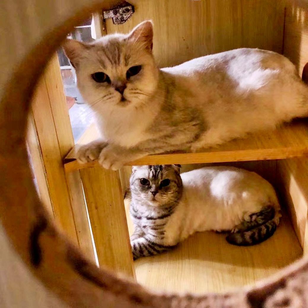 小猴和猫猫狗狗