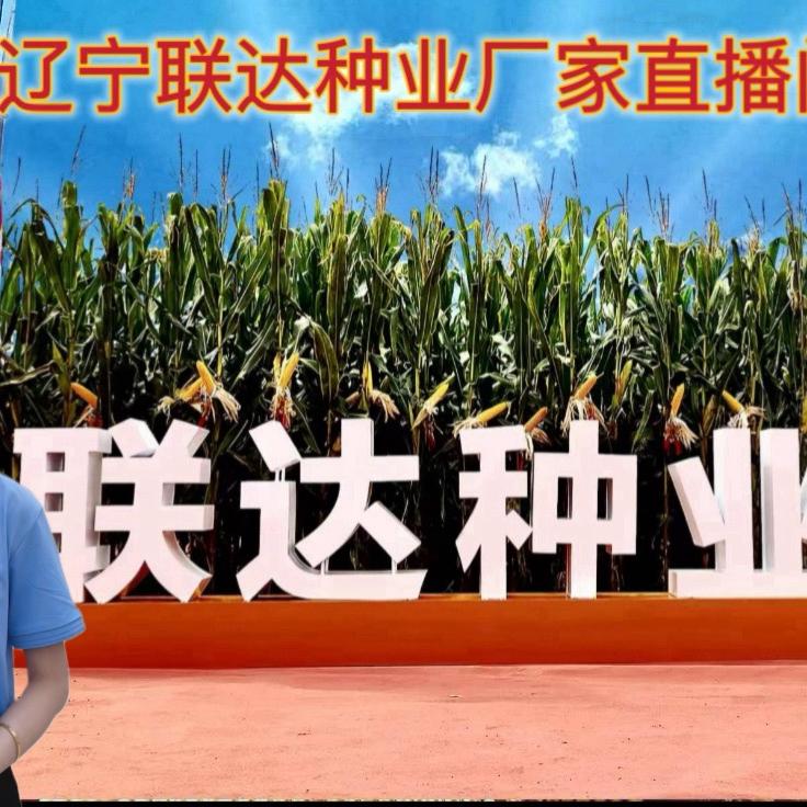 联达种业——联达F085高产玉米种子
