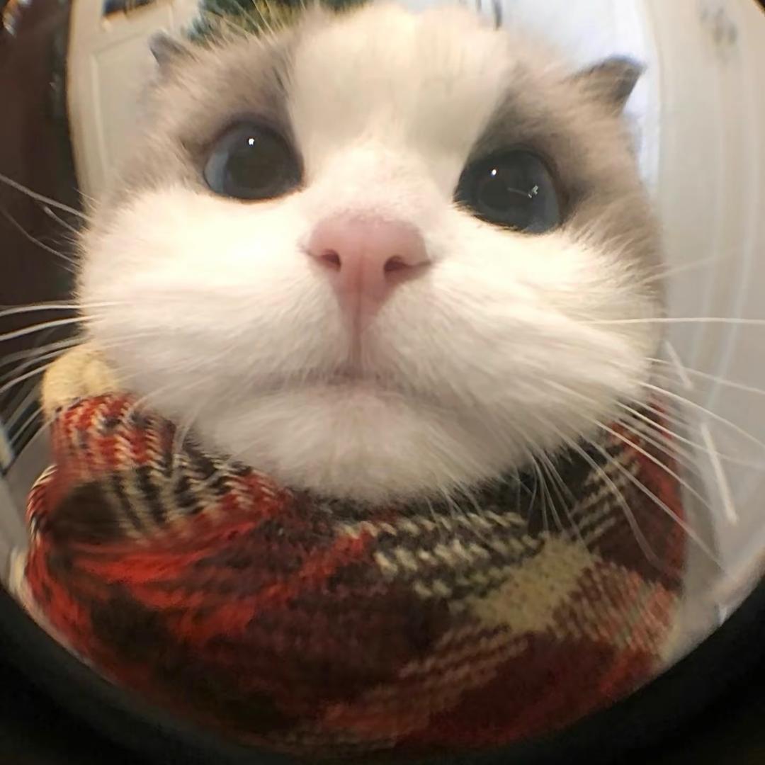 安驼