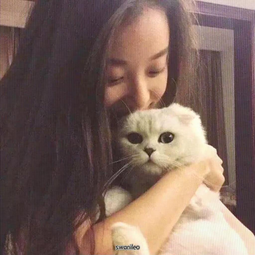 悲伤的蛋挞