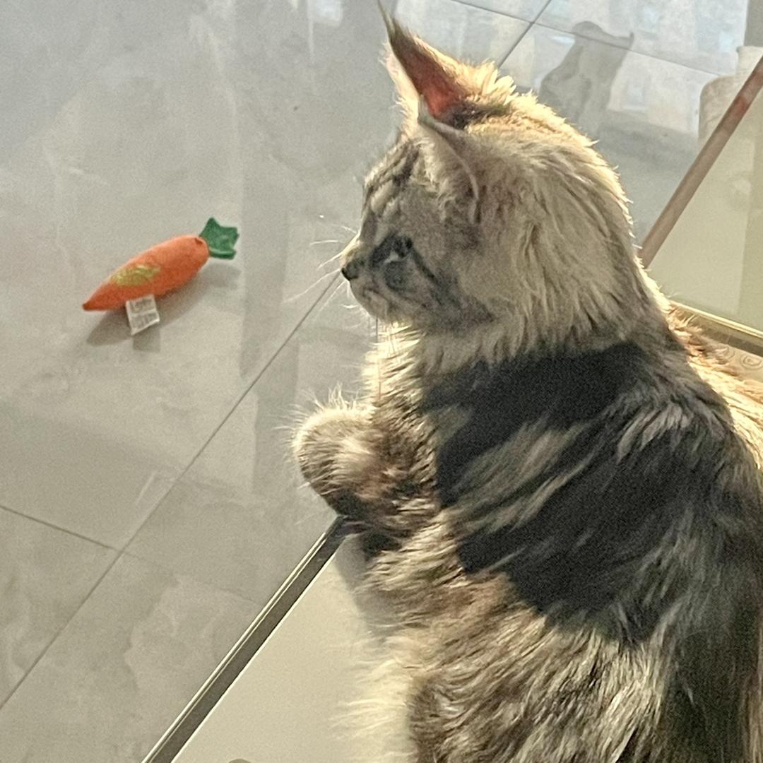 开心花卷头像
