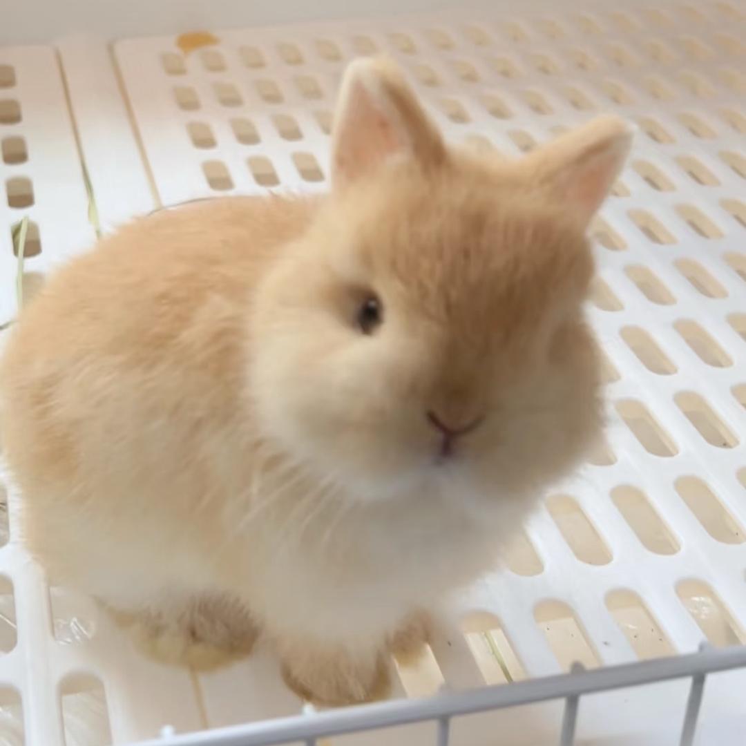 靓靓zz